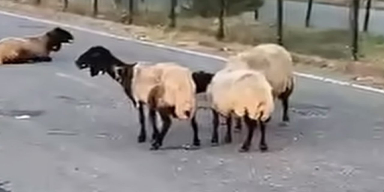 Siirt’te Zehirlendiği İddia Edilen 32 Küçükbaş Hayvan Telef Oldu