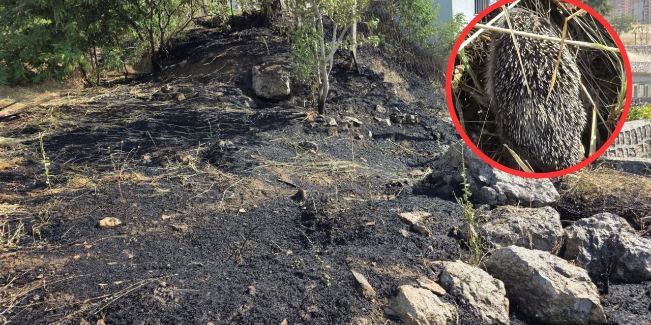 Şırnak'ta Açık Alanda Yangın Paniği: Alevlerin Arasında Kalan 2 Kirpi Kurtarıldı
