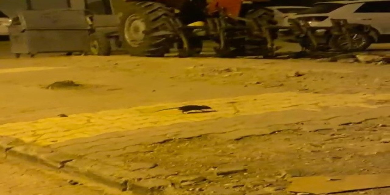 Lağım Fareleri Korkutuyor