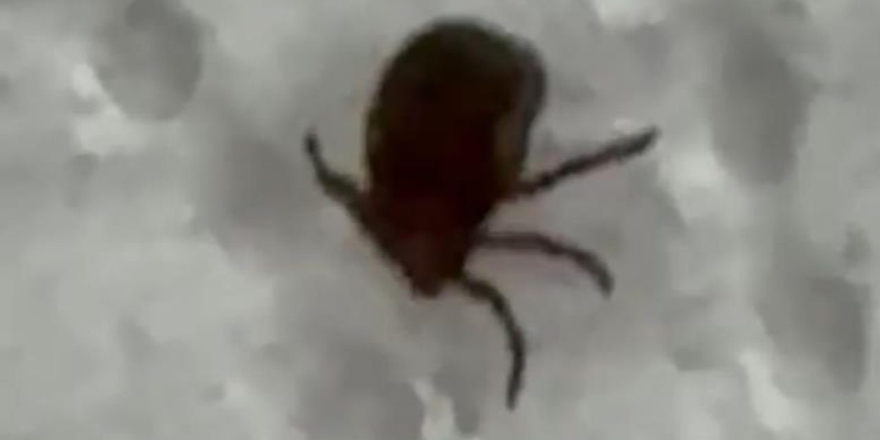 Siirt'te kenenin ısırdığı bir kişi hastaneye başvurdu