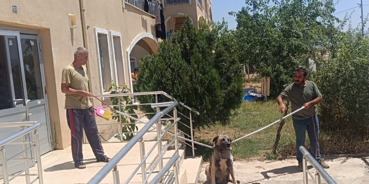 Silopi Belediyesi Sokak Hayvanlarını Güvenli Şekilde Barınağa Ulaştırıyor