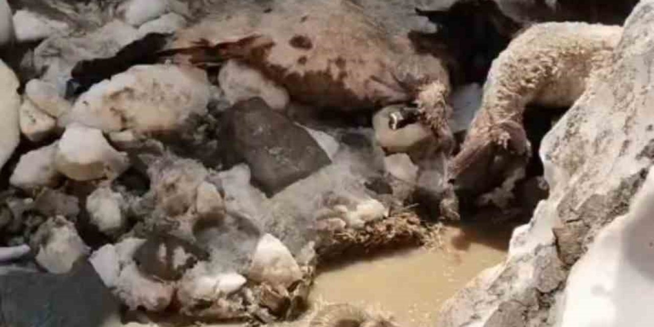 Hakkari'de kar kütlesi altında kalan onlarca küçükbaş hayvan telef oldu