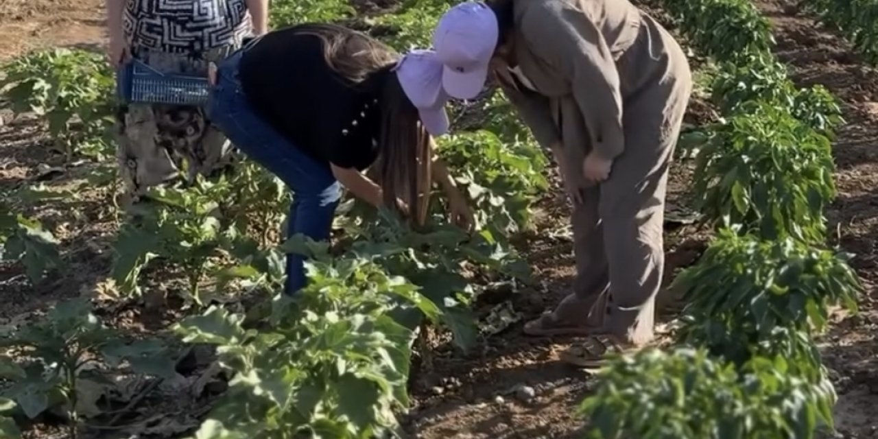 Cizre'de kadınların kurduğu kent bostanı ilk ürünlerini verdi