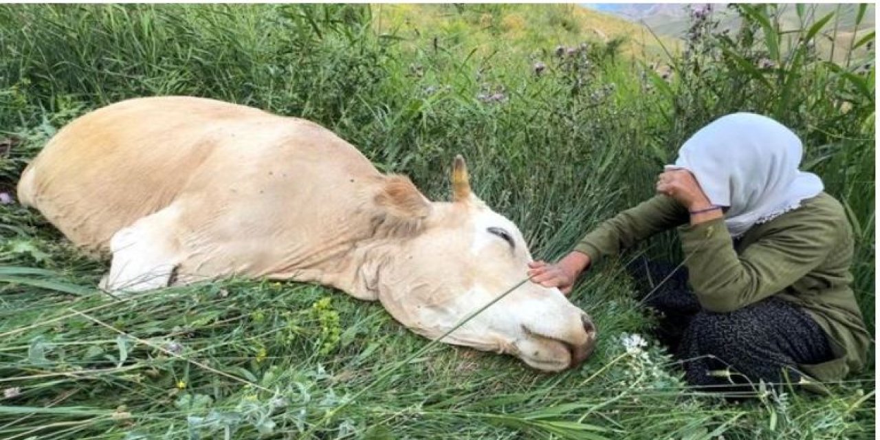 Komşu ilde Çaresizliğin fotoğrafı: İneğine sarılıp saatlerce ağladı