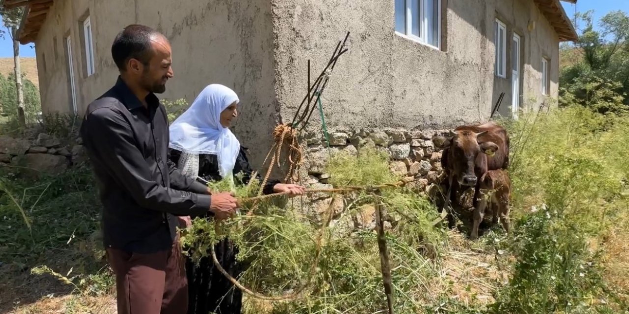 Bir ineğini kaybetti, 12 büyükbaş hayvan sahibi oldu
