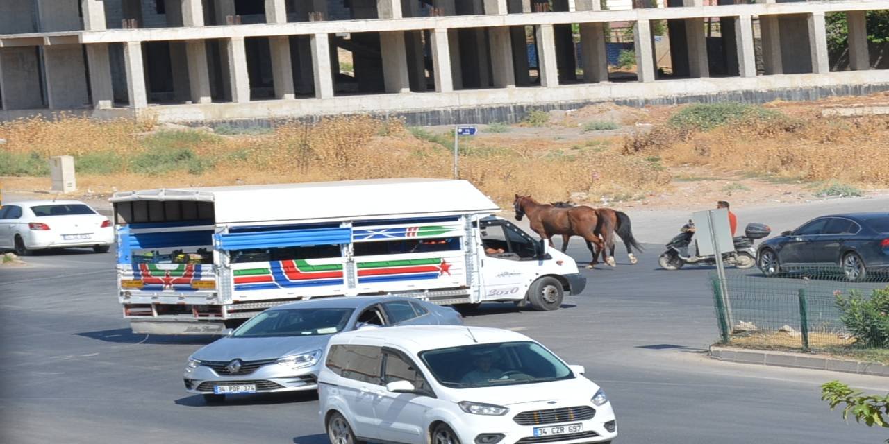 Silopi'de İpekyolu'nda başıboş atlar trafiği tehlikeye düşürdü