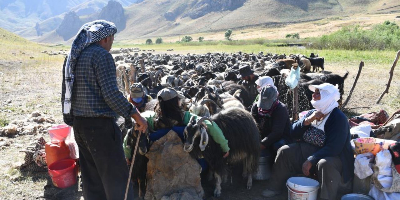 Şırnak'ın yaylalarında göçer hareketliliği