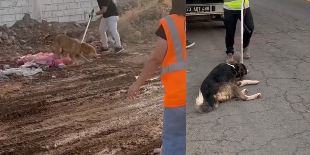 Silopi'de saldırıların ardından sokak köpekleri toplandı