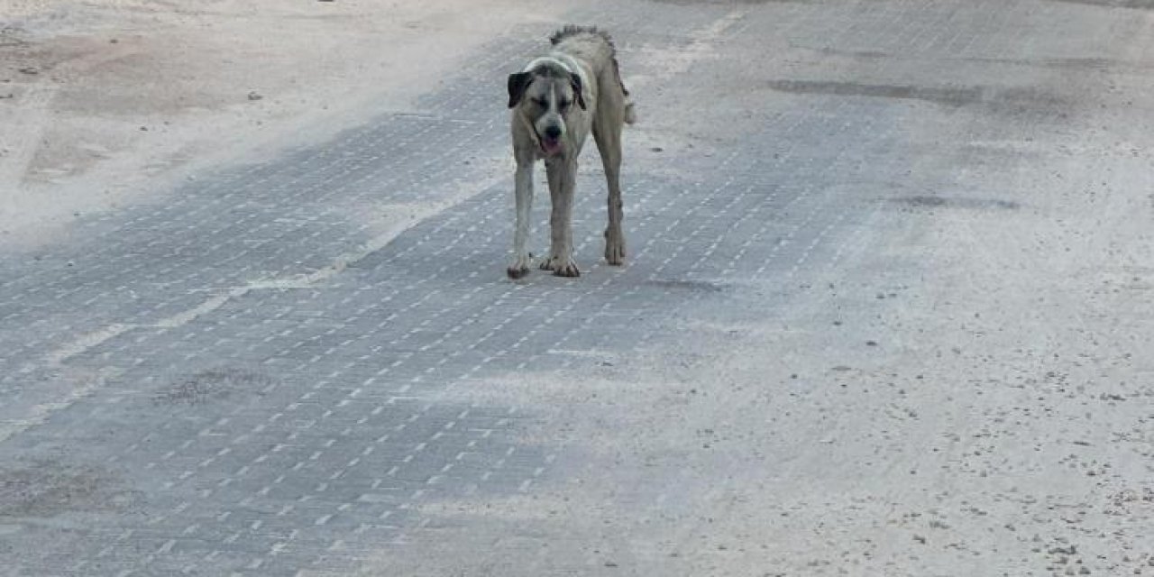Sokak köpeği 3 yaşındaki çocuğu hastanelik etti