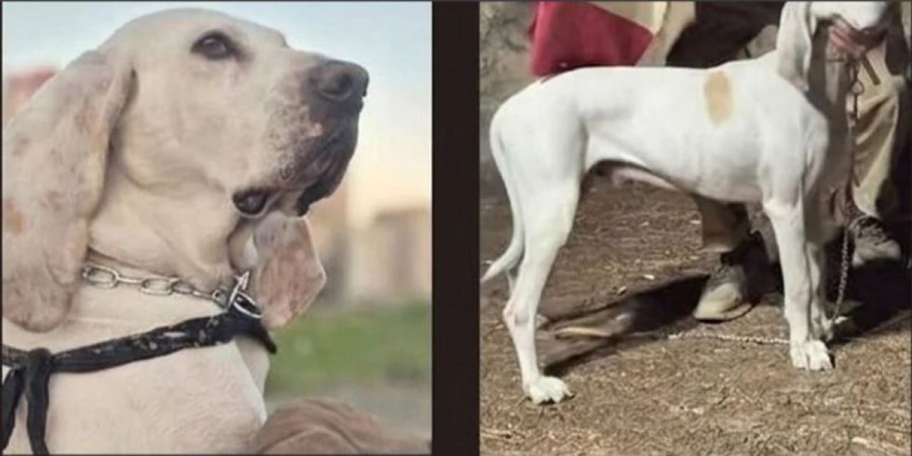 7 Ülkelik Yolculuğun Ardından Şırnak’ta Kayboldu!