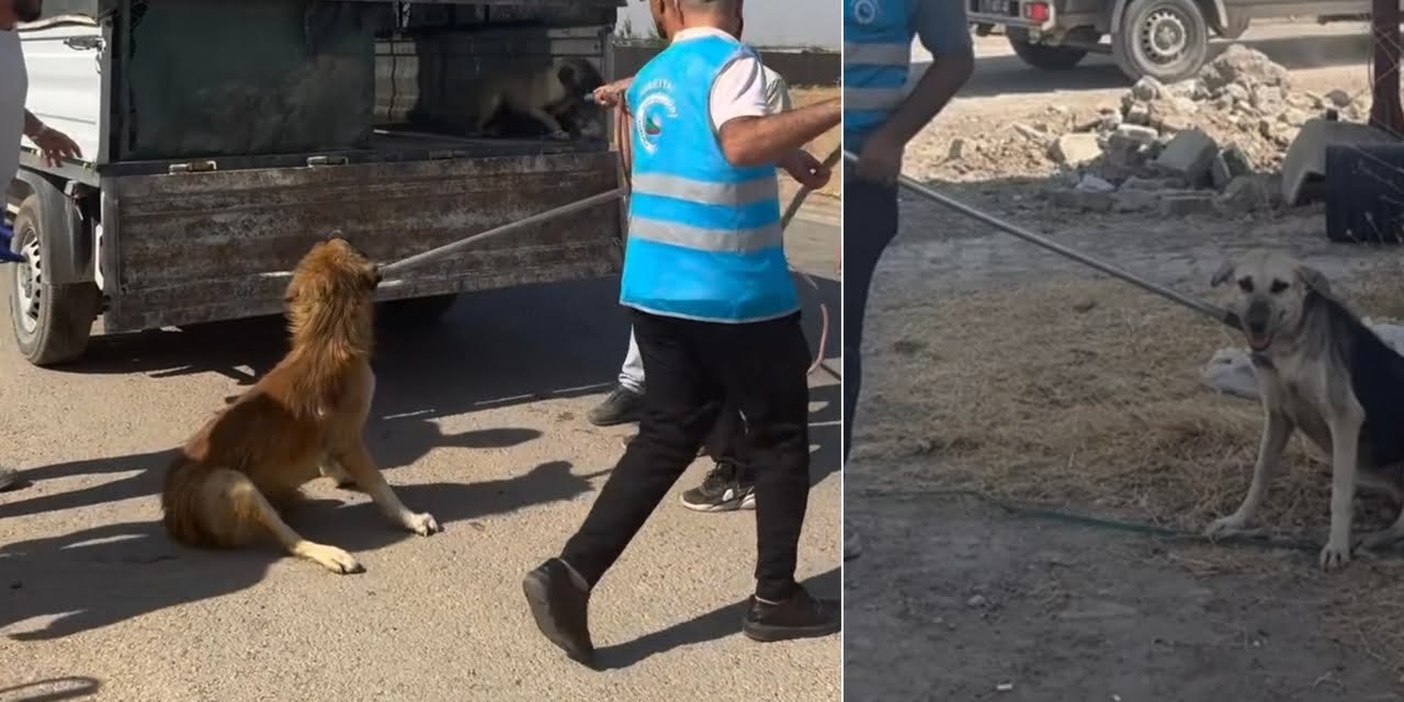 Silopi’de sokak köpekleri için çalışma başlatıldı
