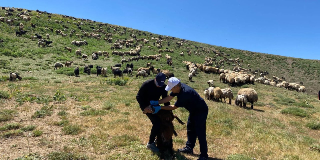 Şırnak’ta Yaylalarda Hayvan Sağlığı Seferberliği