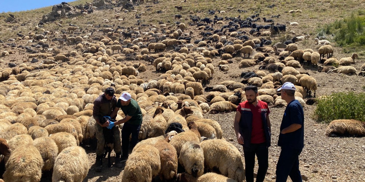 Şırnak’ta Yaylalarda Hayvan Sağlığı İçin Saha Çalışması