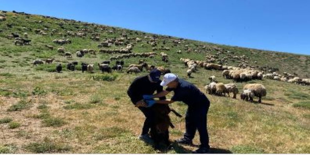 Şırnak’ta yaylalarda hayvan sağlığı için saha çalışması
