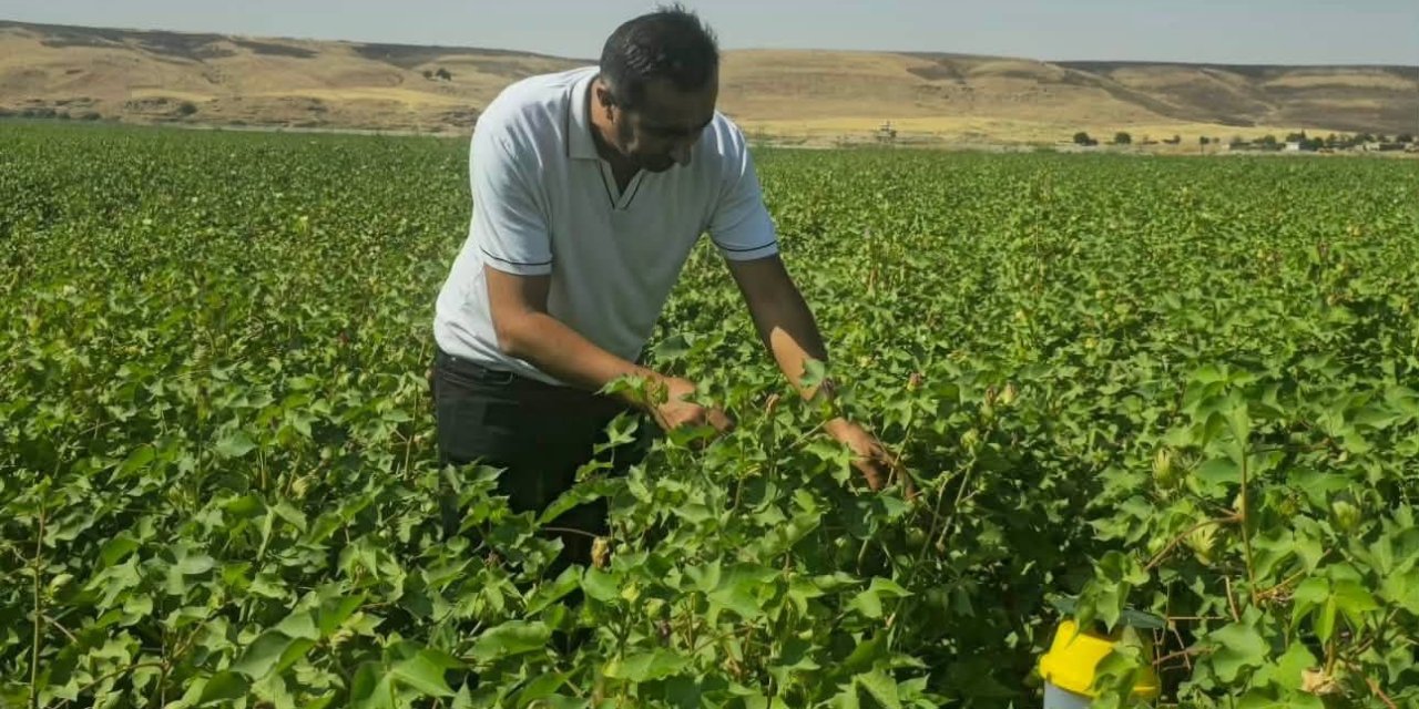 Cizre’de Pamuk Tarlalarında Biyoteknik Mücadele Nöbeti