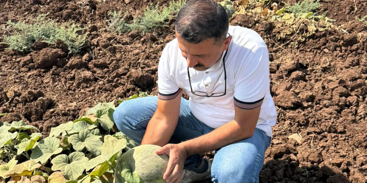 Cizre'de Kavun Ve Karpuz Ekili Alanlarda İnceleme Yapıldı