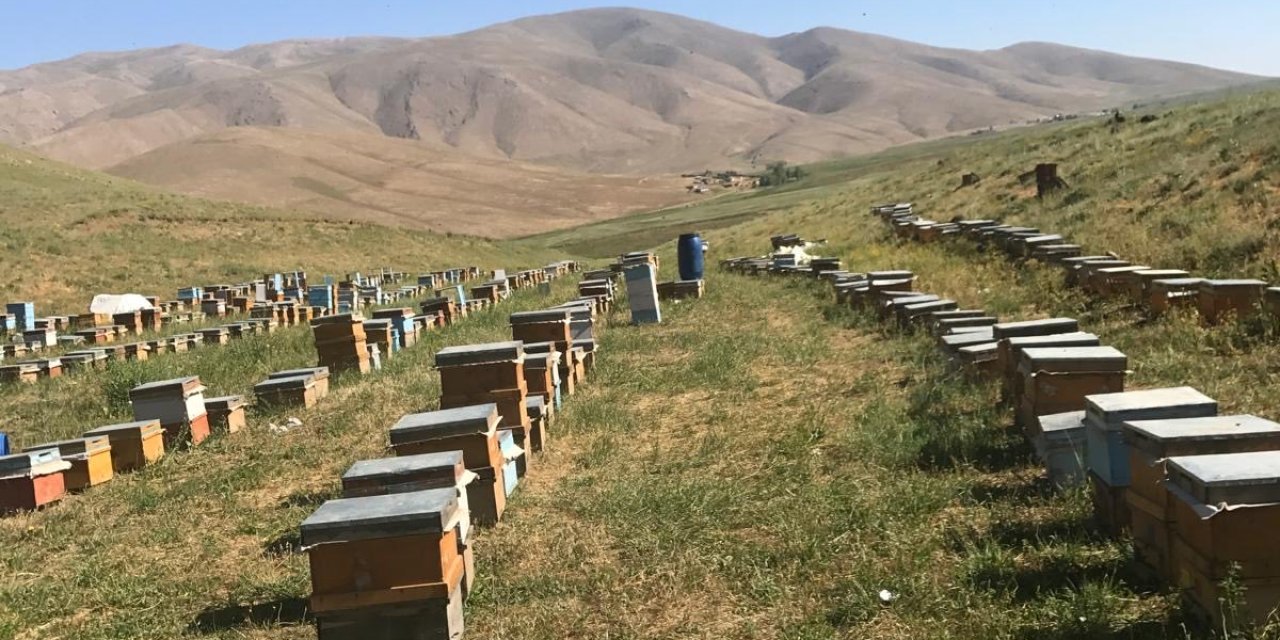 Şırnak’ta Faraşin Balı için hasat sezonu başladı