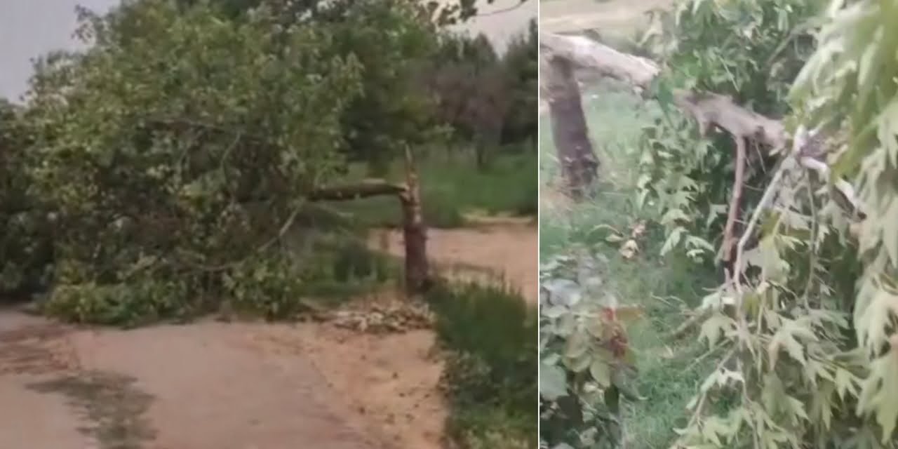 Şırnak’ta fırtına çok sayıda ağacı devirdi