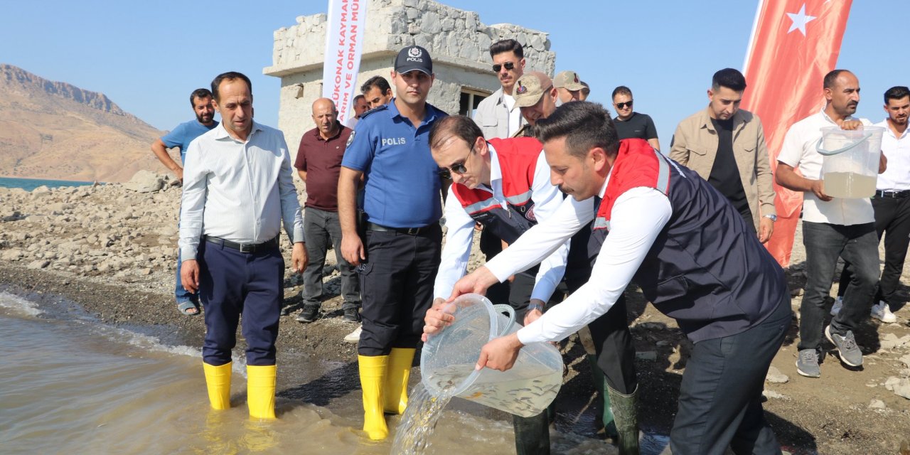 Ilısu Baraj Gölü’ne 800 Bin Yavru Şabut Balığı Bırakıldı