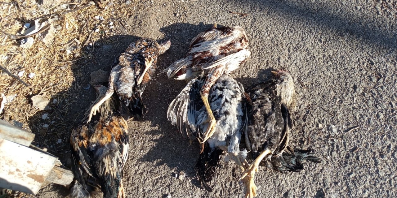 Şırnak’ta Sokak Köpekleri 28 Tavuğu Telef Etti