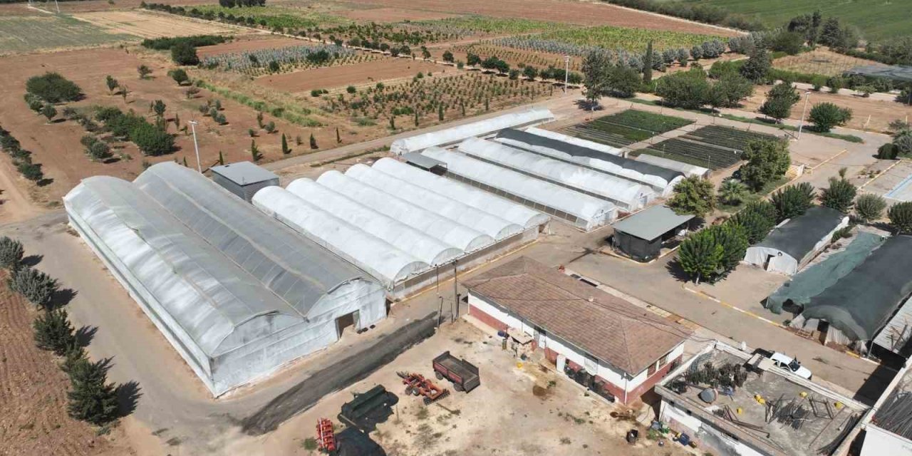 Şanlıurfa’da 500 Bin Mevsimlik Çiçek Üretilecek