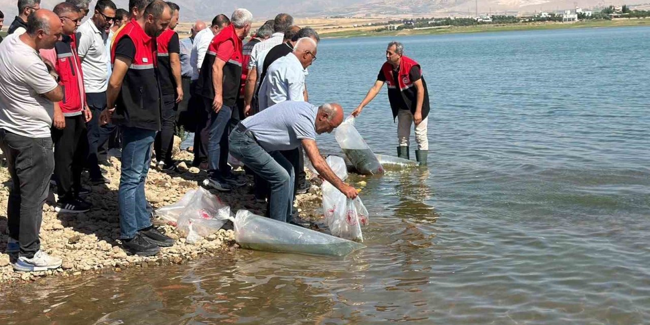 Çamgazi Baraj Göleti’ne 680 Bin Yavru Sazan Bırakıldı