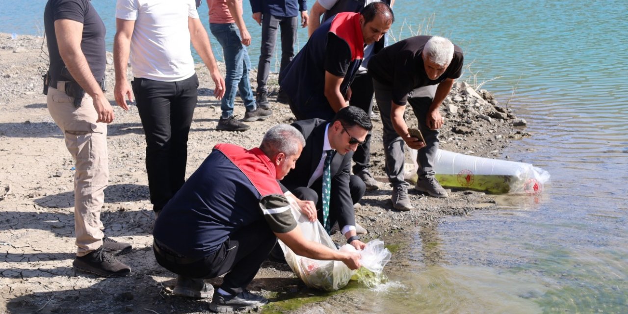 Şırnak’ta baraj göllerine yüz binlerce yavru sazan bırakıldı