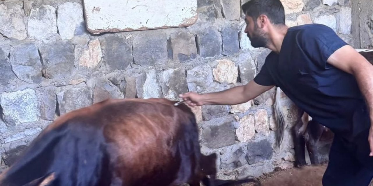 Büyükbaş Hayvanlara Şap Aşısı Uygulandı