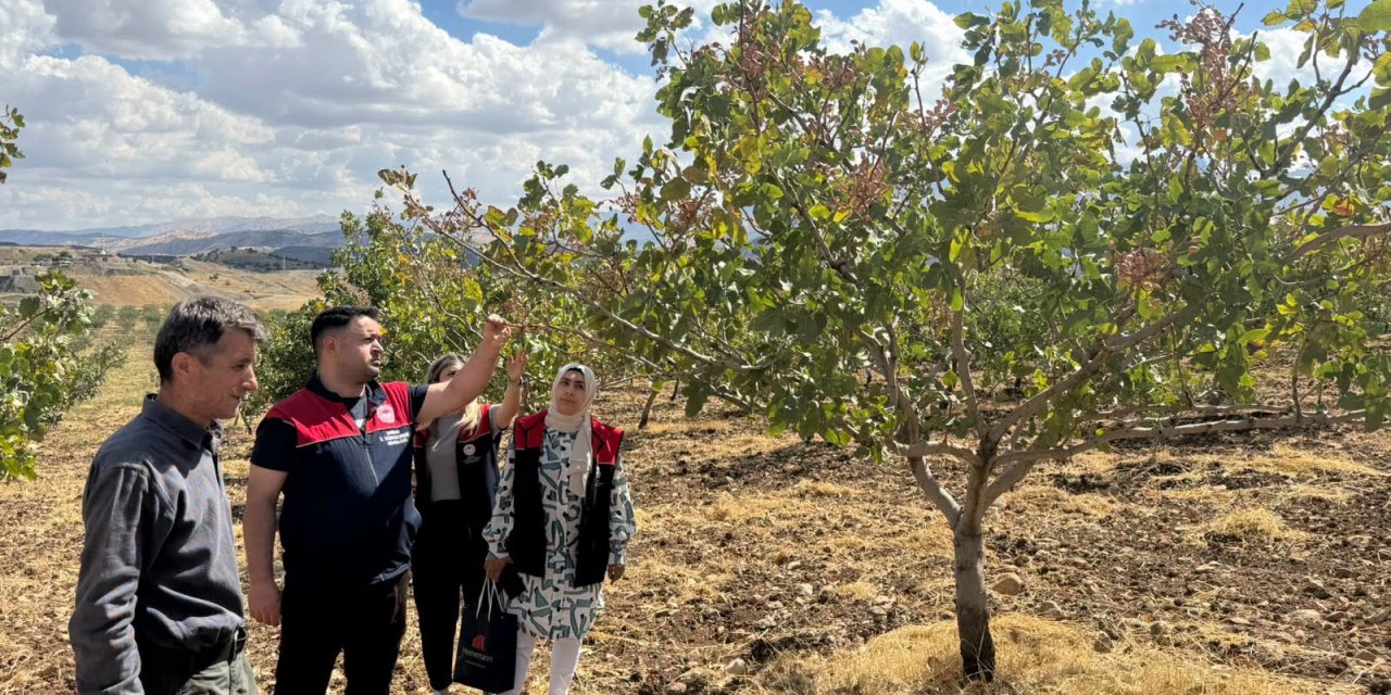 Şırnak’ta Antep Fıstığında Hasat Öncesi Verim ve Rekolte Çalışması