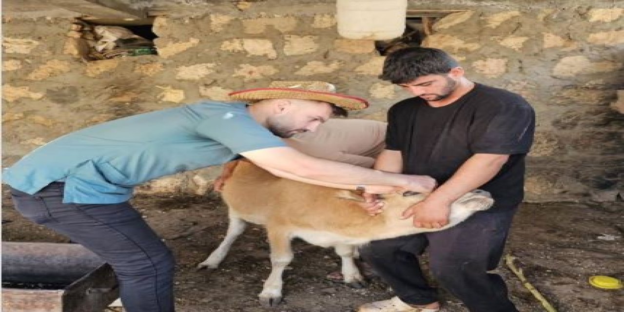 İdil’de Hayvanlara Aşılama ve Küpeleme Çalışması