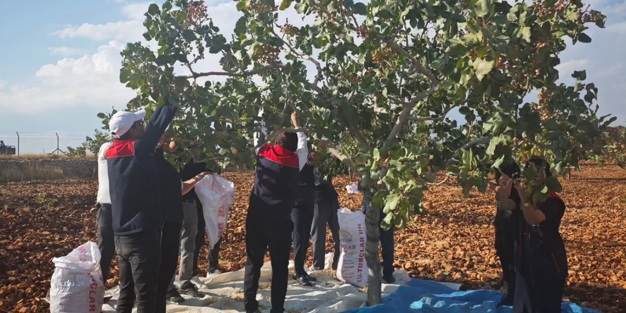 Güçlükonak ilçesinde fıstık hasadı gerçekleştirildi