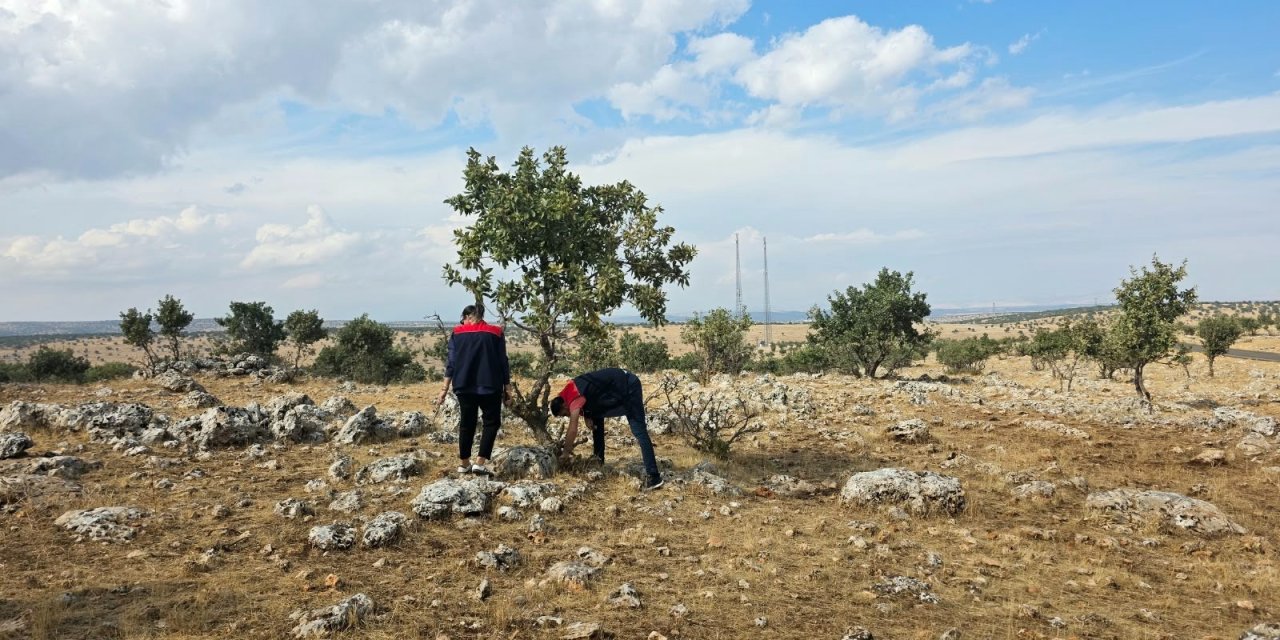 Şırnak’ta Süne Zararlısına Karşı Kışlak Kontrolleri Sürüyor