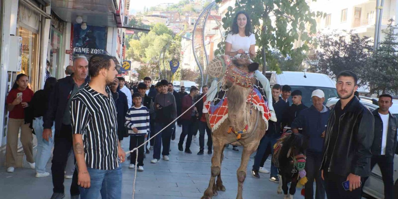 Hakkari’ye getirilen develer yoğun ilgi çekti
