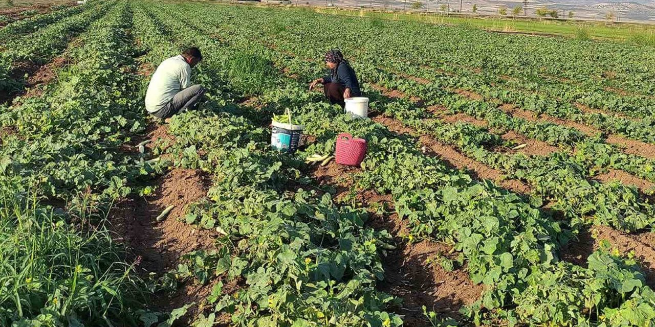 Araban Ovası’nda Turşuluk Acura Yoğun Talep
