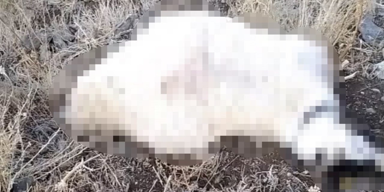 Hakkari’de yıldırım düşmesi sonucu çok sayıda küçükbaş telef oldu