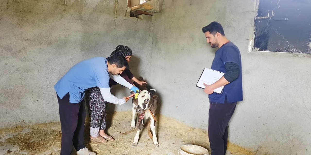 Silopi’de Hayvan Sağlığı İçin Küpeleme ve Aşılama Çalışmaları Sürüyor