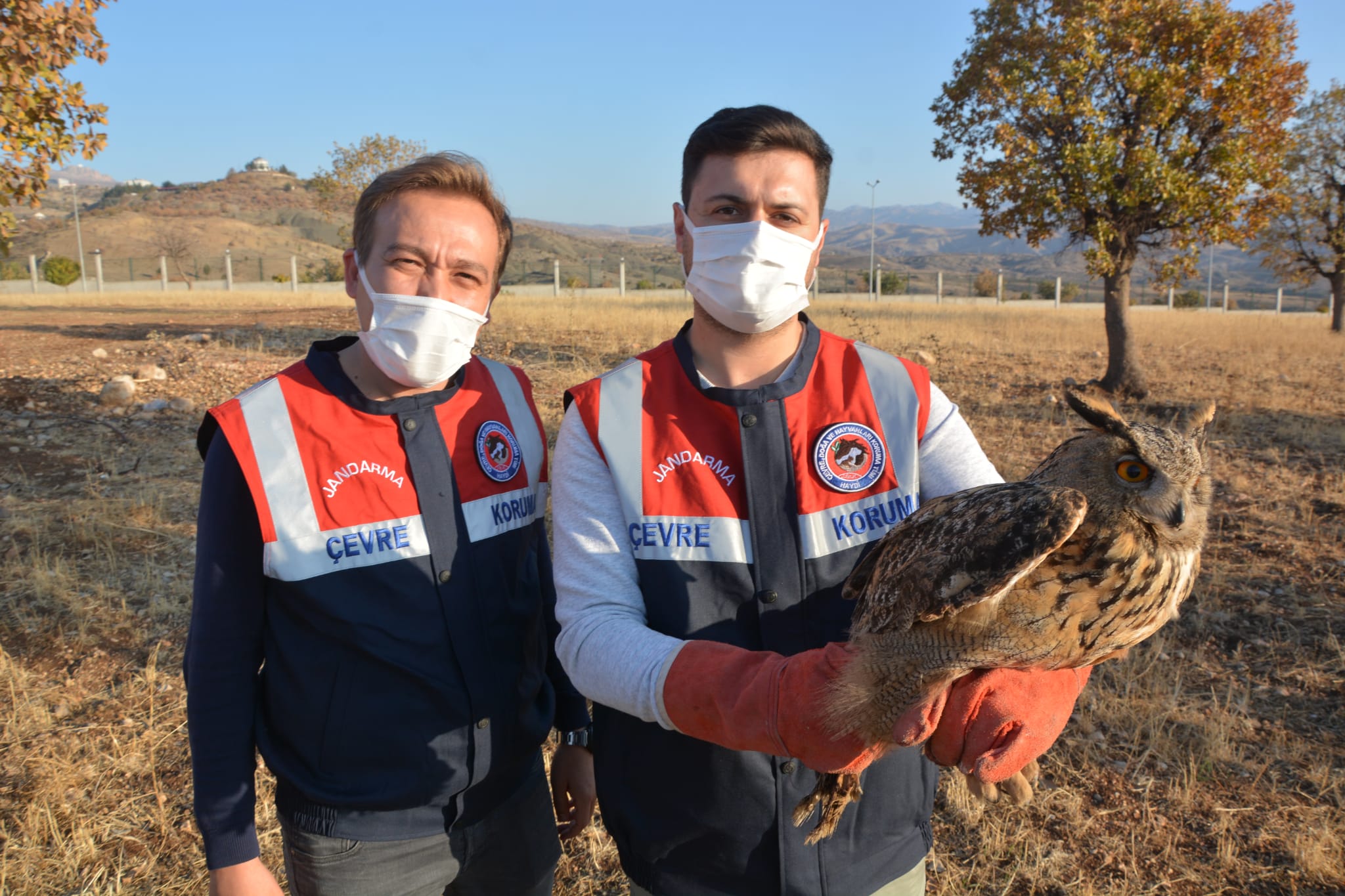 Jandarmanın bulduğu yaralı puhu kuşu tedavi altına alındı