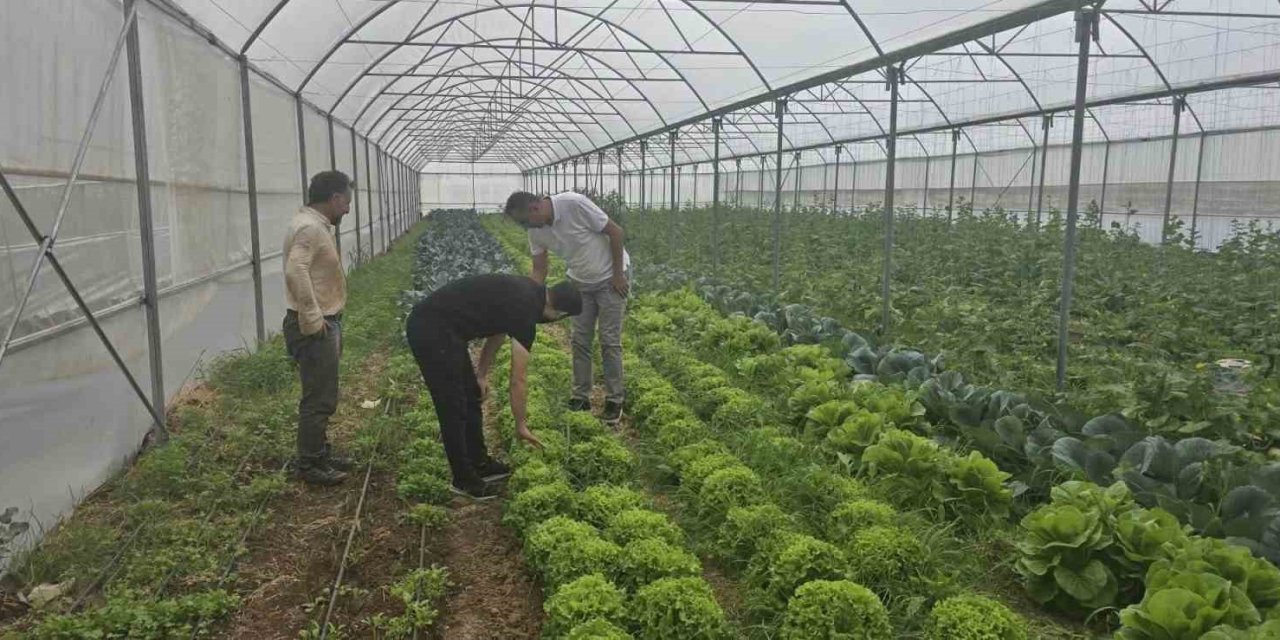Cizre’de Örtü Altı Yetiştiriciliğine Devlet Eli