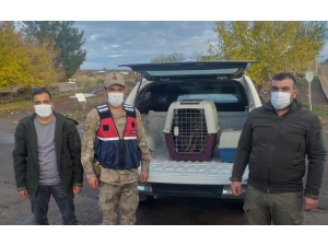 Şanlıurfa'da yaralı bulunan kurt yavrusu tedavi altına alındı