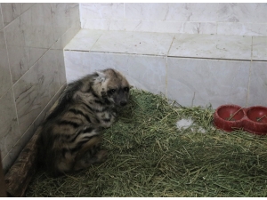 Şanlıurfa'da tedavisi tamamlanan çizgili sırtlan yavrusu doğaya salındı