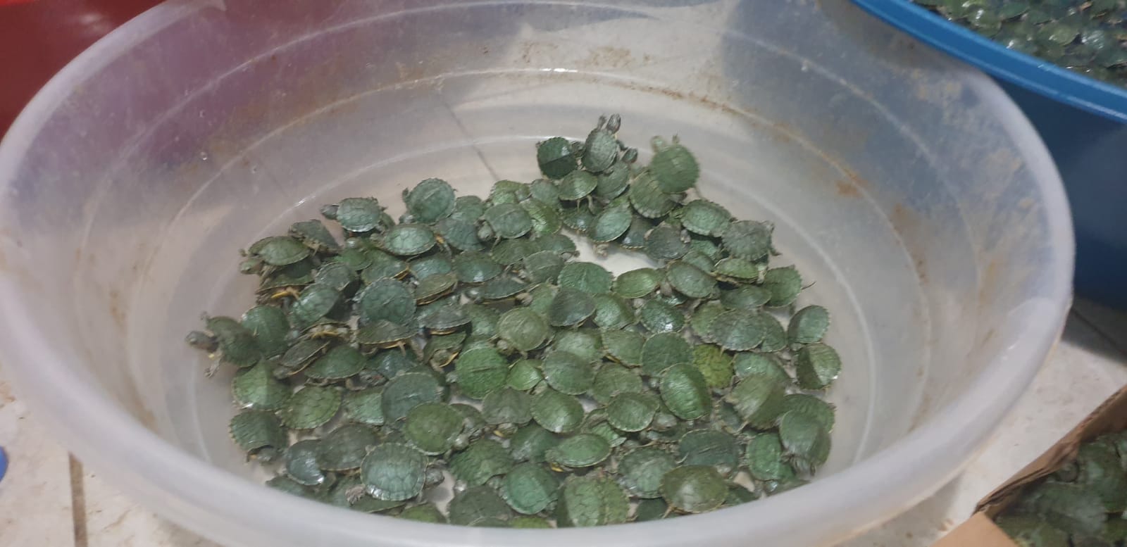 Şırnak'ta 1000 su kaplumbağası ele geçirildi