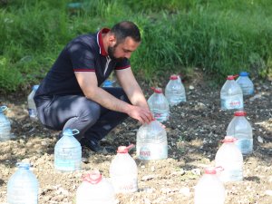 FİDELERİ ZARAR GÖRMESİN DİYE PET ŞİŞELERLE KORUYOR