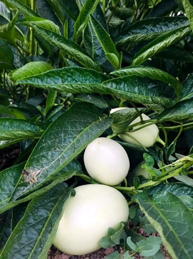 Şırnak'ta ilk kez pepino yetiştirildi