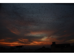 Şanlıurfa'da sığırcık kuşlarından gün batımı dansı