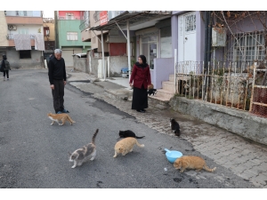 Batmanlı Fatma Türkkan mahallesinin yanı sıra sokak kedilerinin de "muhtarlığını" yapıyor