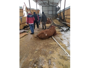 Adıyaman'da kar nedeniyle çatısı çöken çiftlikteki 22 büyükbaş hayvan telef oldu