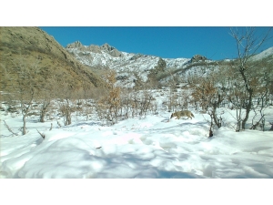 Şırnak'ın yaban hayatı fotokapanlara yansıdı