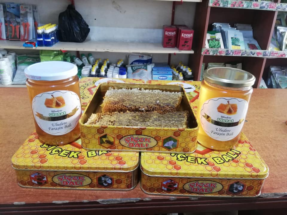 ULUDERE ‘DE BAL HASADI BAŞLADI