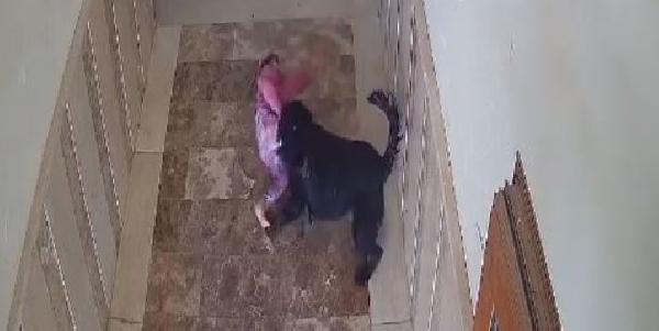 Apartmanın koridorunda oynayan çocuğa köpek saldırdı