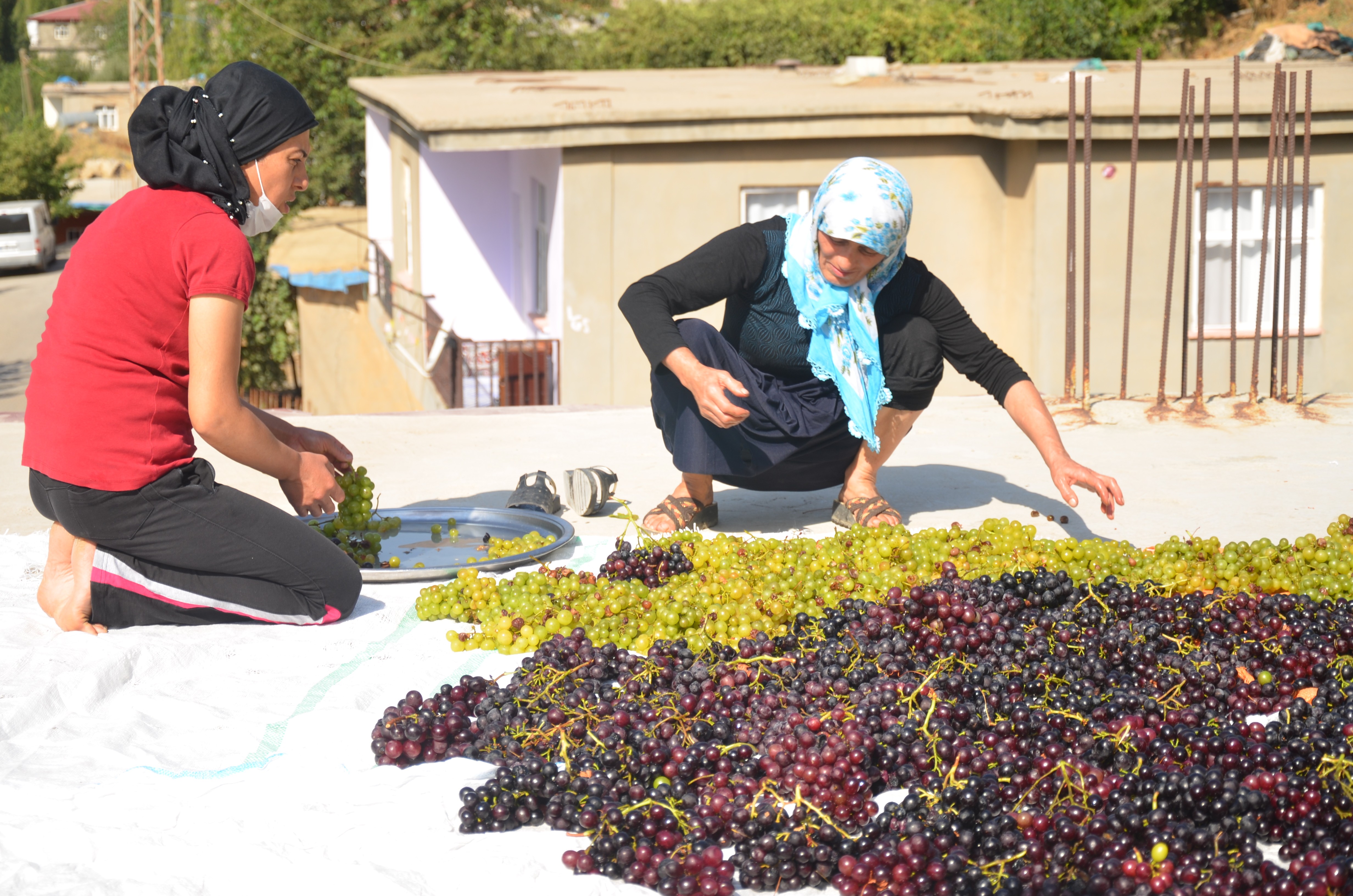 BEYTÜŞŞEBAP'TA ÜZÜM KURUTMA DÖNEMİ BAŞLADI
